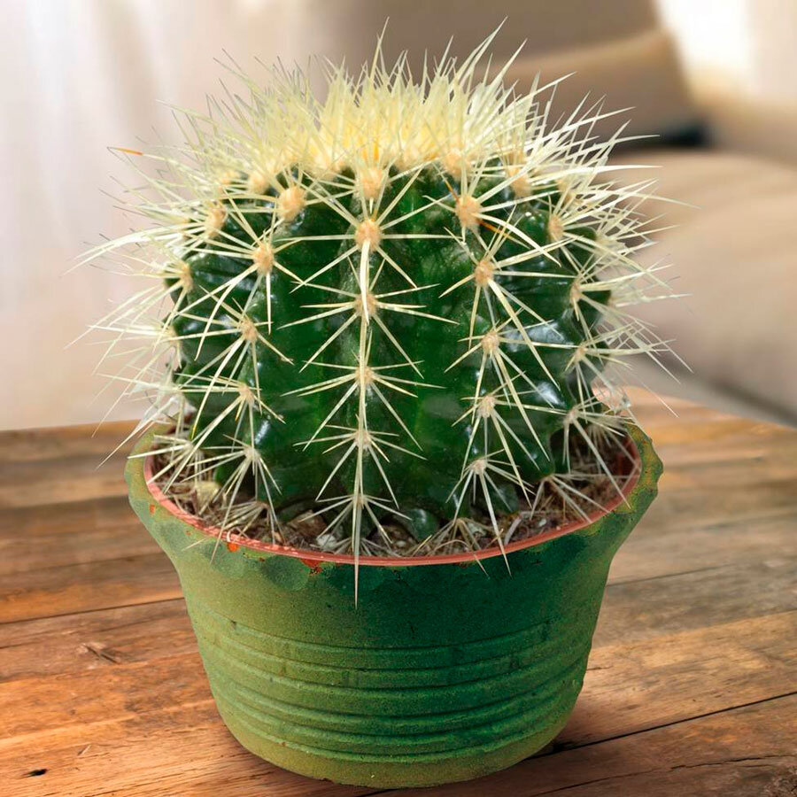 Эхинокактус Грузони в горшочке. 