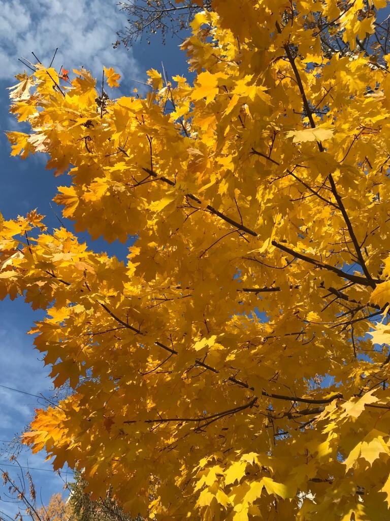 Фото автора - осень в парке «Царицыно»