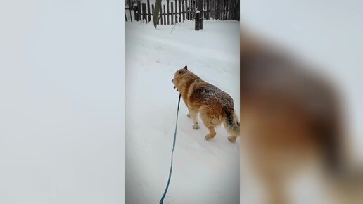 К нам приехала Ольга погулять с хвостиками 😊