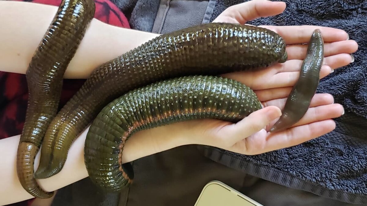 Пиявка медицинская лечебная. Пиявка медицинская лечебная. Отряд щетинконосные пиявки. Методика гирудотерапии. Пиявки можно использовать.