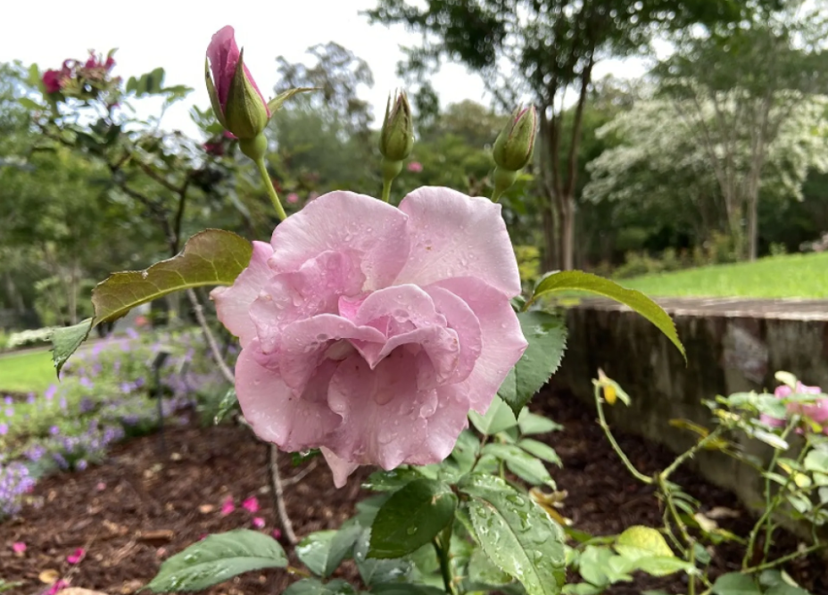 «Черничный холм». Фото Brookgreen Gardens