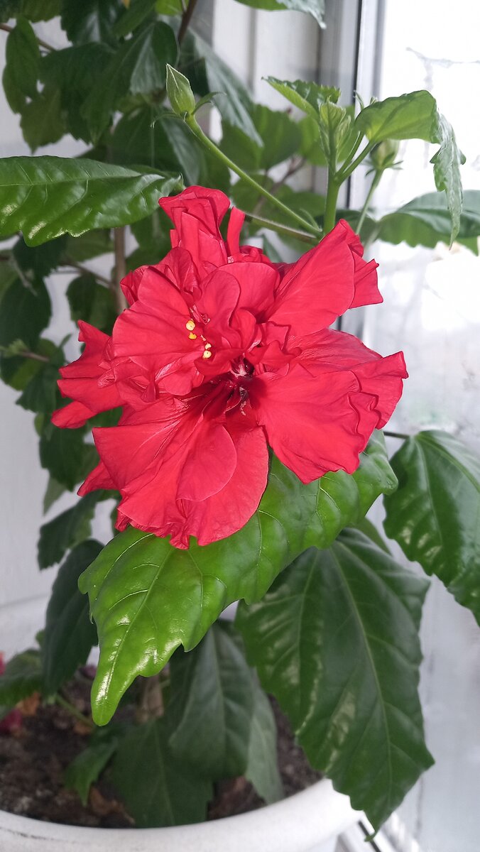 Моя красавица порадовала меня своим цветением в феврале.