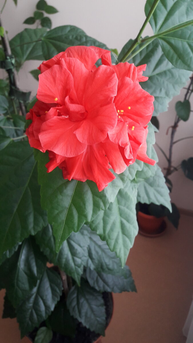 Гибискус Махровый.