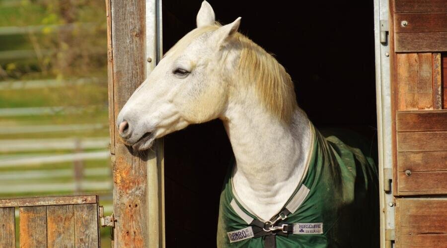    Анималотерапия. Как помогают людям четвероногие психотерапевты? Фото: по лицензии PxHere