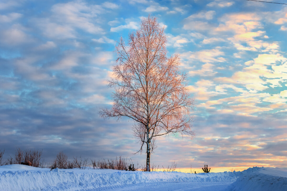 Березка в лучах рассвета.