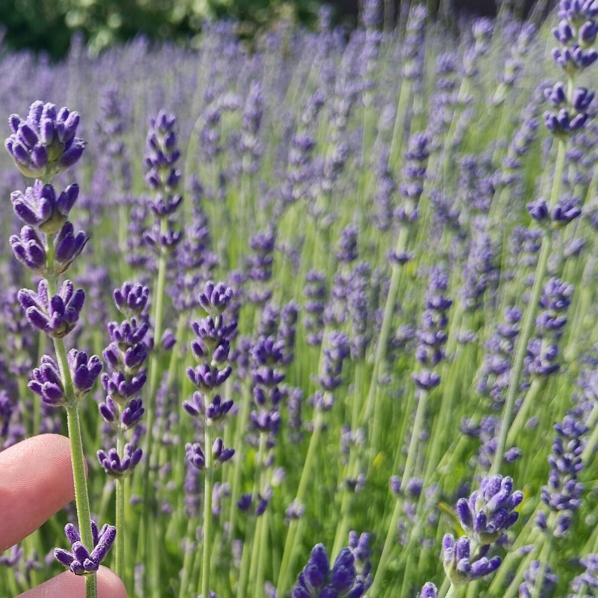 Лаванда еще не цветет