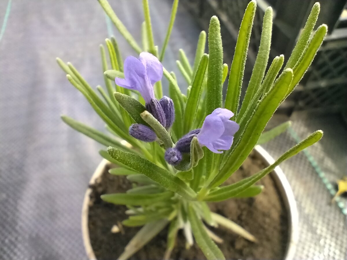 Саженец лаванды узколистной. Основной цветонос оборван.