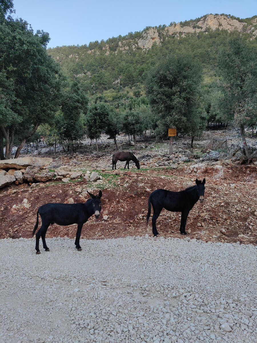 Два ослика и молодой конь с самого утра пришли узнать как мои дела с ногами.