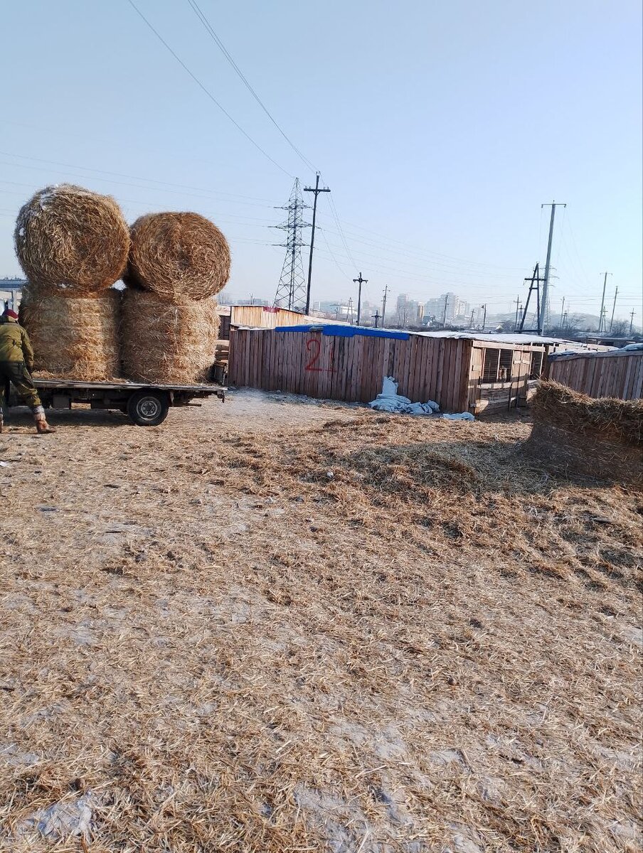 Жизнь в приюте Ананда налаживается, но эвтаназию в Бурятии пока не отменили  | Маленькая собачка и её друзья | Дзен