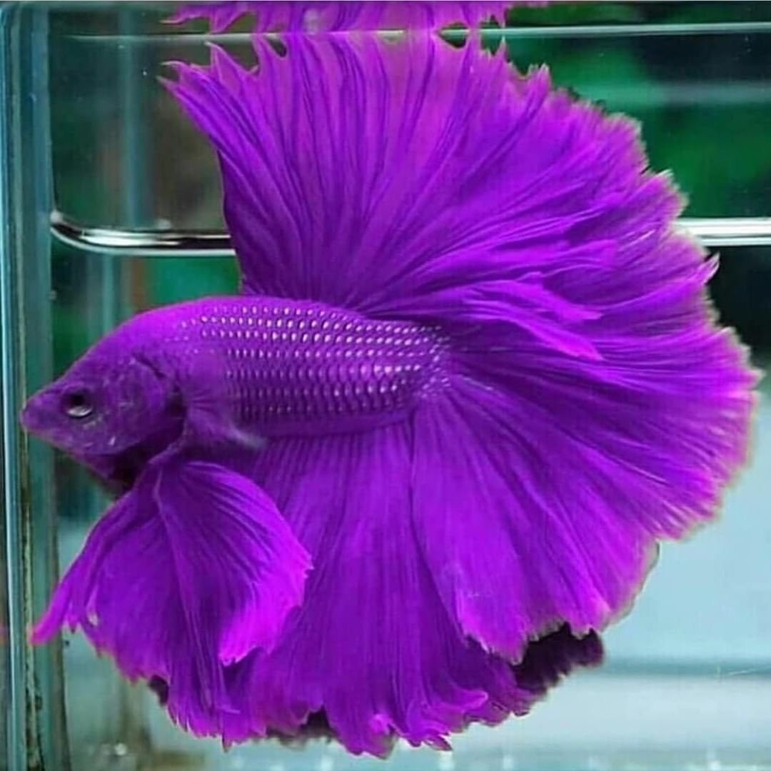Рисунок аквариумной рыбки цветными карандашами