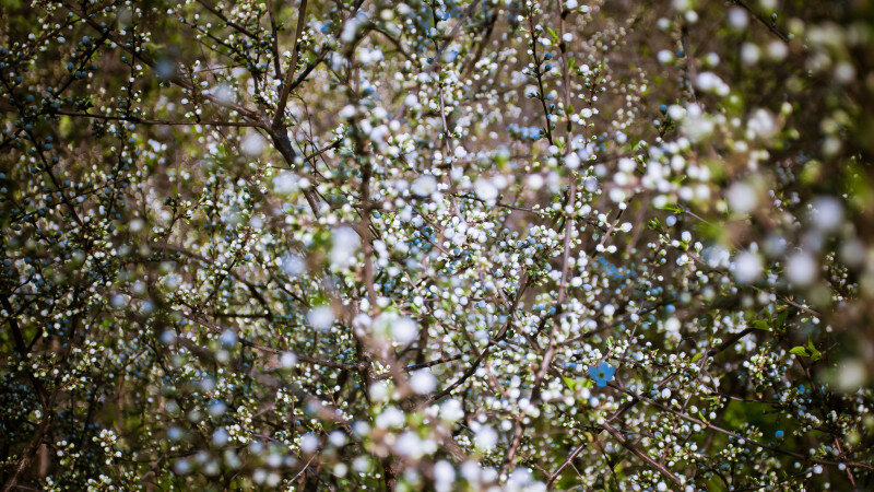     Цветение. Весна. СС0