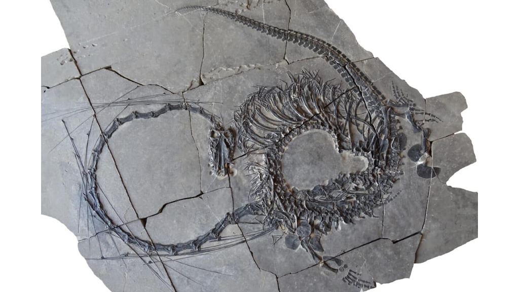 Даже на окаменелости видно, что шея была весьма гибкая.