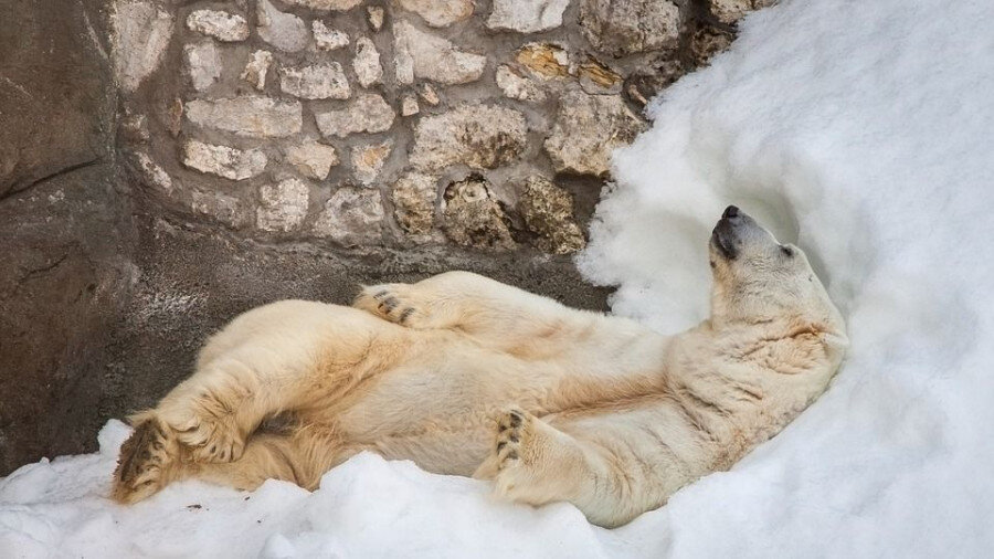 Показательные кормления в зоопарке. Бурый медведь в зоопарке. Лев в энгельсе. Московский зоопарк зоологический парк. Зоопарк сингапура сингапур.