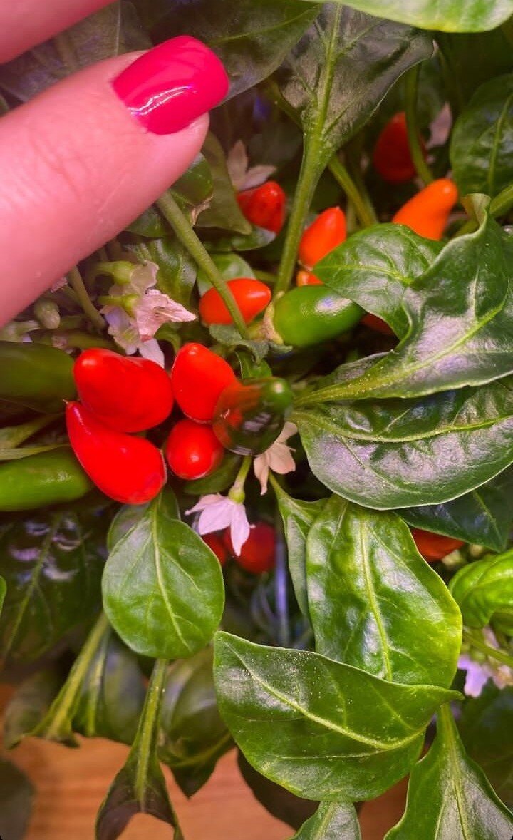 Домашние красавчики. Фото из свободного источника