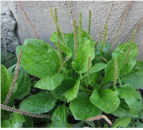 Подорожник. Яндекс.Картинки