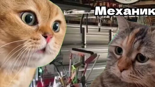 Кармелла бинг полный рост. 27 02 02 00. Материнская плата msi 865gvm2-ls. 27 02 02 00. Triangle trin ls01.