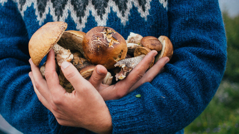     Грибы. freepik.com/bublikhaus