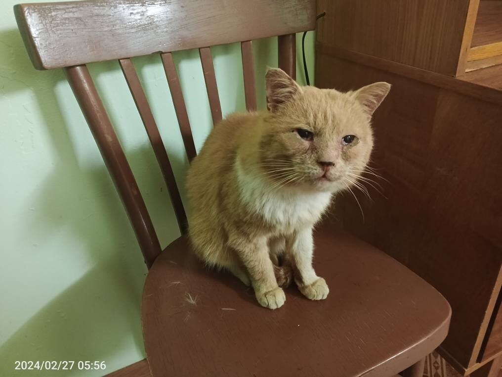 мой кот Рыжик только что вернулся с гулянки