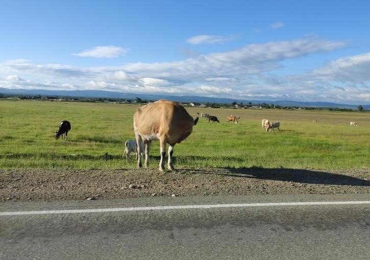    Бурятские буренки
