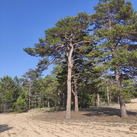    Прибрежный лес в Усть-Баргузине