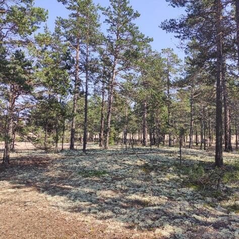    Прибрежный лес в Усть-Баргузине