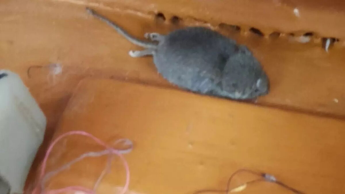     На грызунов пожаловались учащиеся школы №1 в Голышманово. Крысята спокойно бегают по коридорам, что пугает особо впечатлительных учеников.