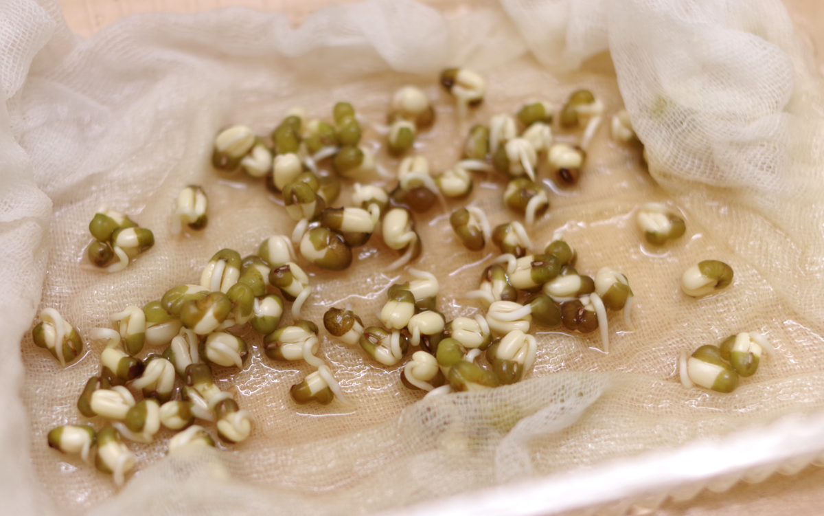 маш: 2 день, появление корешка