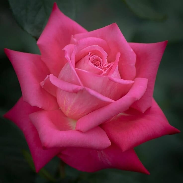 Картинка найдена на просторах интернета, ссылка https://yandex.ru/images/search?from=tabbar&img_url=https%3A%2Fi%2F.pinimg.com%2Foriginals%2Fa8%2F34%2Fа3f%2Fa83р43f81с287519b5e7bd53274cf0591a19.jpg&lr=47&pos=15&rpt=simage&text=%D1%86%D0%B2%D0%B5%D1%82%D1%8B%20%D0%BA%D1%80%D1%83%D0%BF%D0%BD%D0%BE%20%D1%84%D0%BE%D1%82%D0%BE