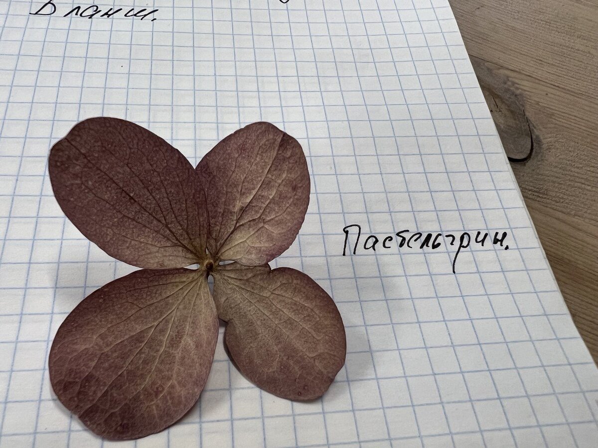 Цветочек гортензии Пастельгрин