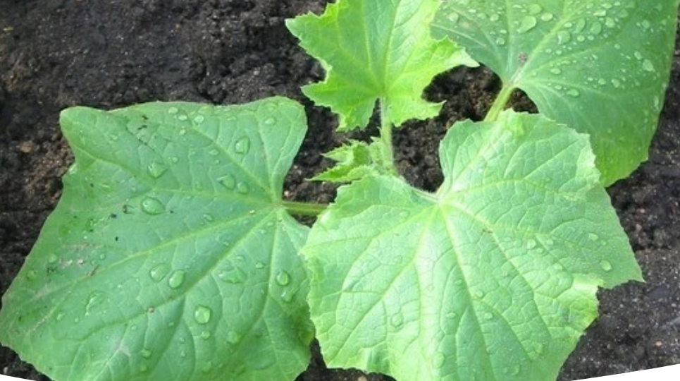 Как вырастить хорошую рассаду огурцов: нюансы посева и ухода