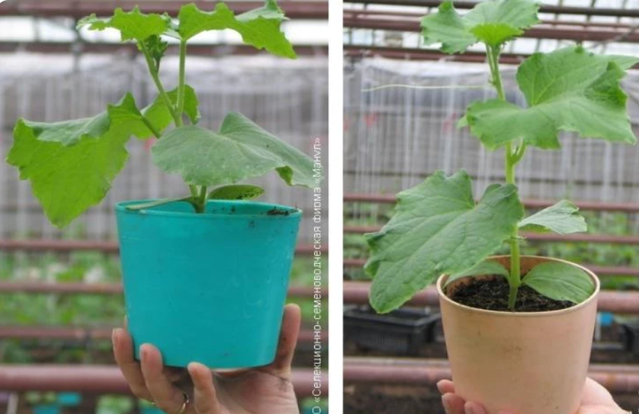 Фото: качественная и переросшая рассаду огурца