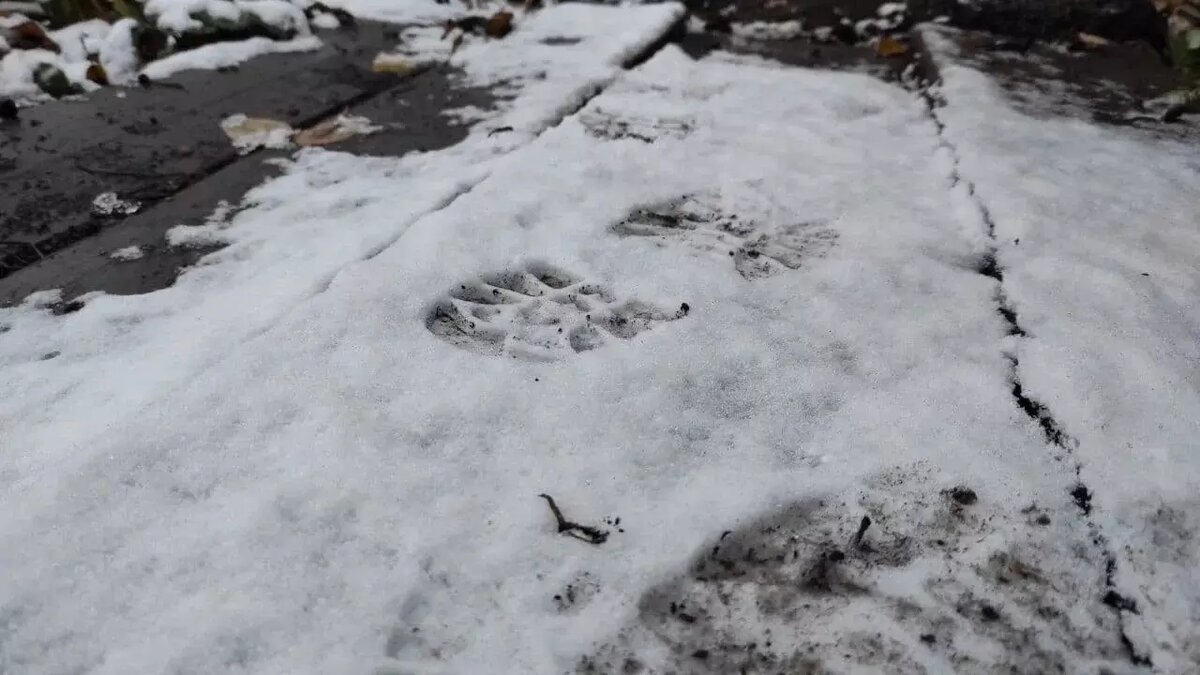     В одном из дворов Авиастроительного района Казани заметили несовершеннолетних, которые прыгали с пожарных лестниц. При этом они выполняли опасные кувырки в воздухе. Соответствующая видеозапись появилась в Telegram-канале Region 116.