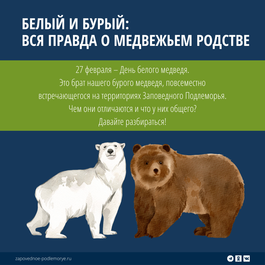 We bare bears гризли и белый. Медвежата альбинос и бурый. We bare bears белый медведь. Панда белый медведь бурый медведь. Бурый медведь альбинос.