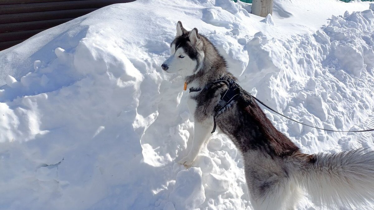 Хаски по имени Мани