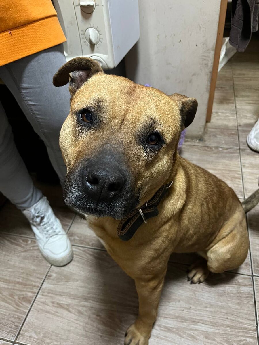 Ласковая Молли из тех собак, которых клеймят "бойцовыми". До сих пор ищет дом. 