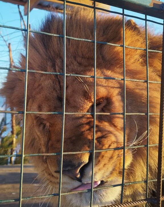 "От собак слышу" (с)  