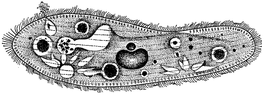Строение инфузории