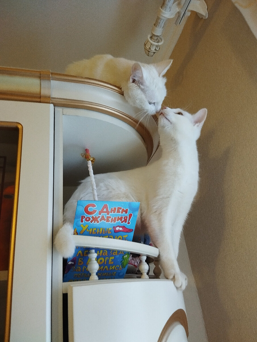 Котики всегда фотогеничны, в отличии от людей, и им не нужны маски