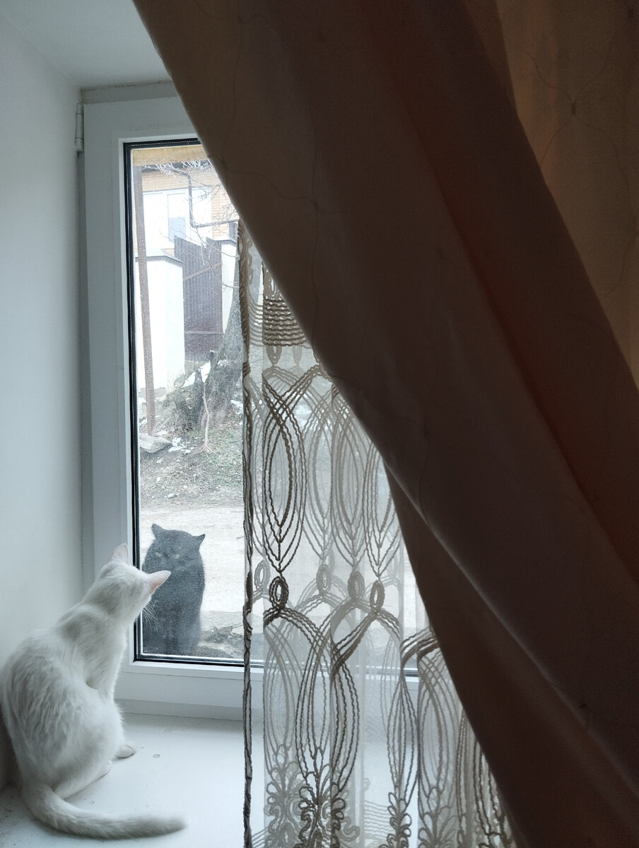 "Можно с вами познакомиться, о прекрасная белошёрстная? Хотите, я вам песенку спою?" " Так мы давно уже знакомы, и дети наши общие скоро вступят в зрелость"