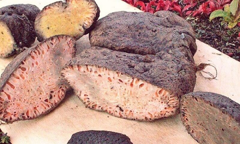   У каждого человека свои вкусы и предпочтения в еде &mdash; кто-то любит мясо, кто-то получает белок из бобовых и радуется овощам, другие жить не могут без фастфуда, но есть и гурманы, которые едят особые-9