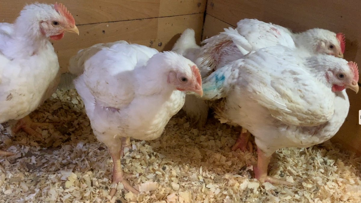 Цыплята-бройлеры в возрасте 38 дней