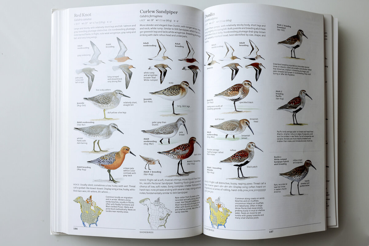 Разворот с куликами. Виды, которые можно спутать расположены рядом. Тут исландский песочник рядом с краснозобиком, а караснозобик рядом с чернозобиком.