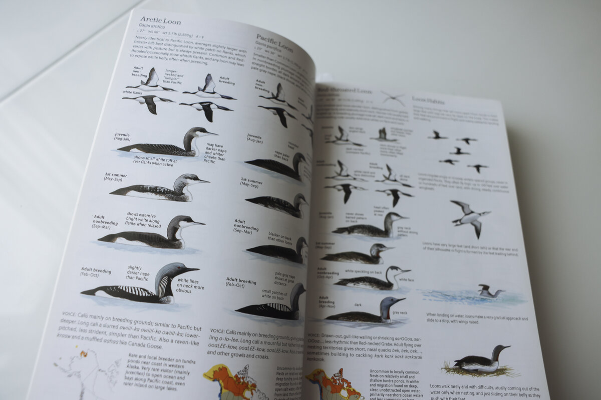 Гагары в разном пере. Чернозобая, белошейная и краснозобая. Тоже все рядом на одном развороте.