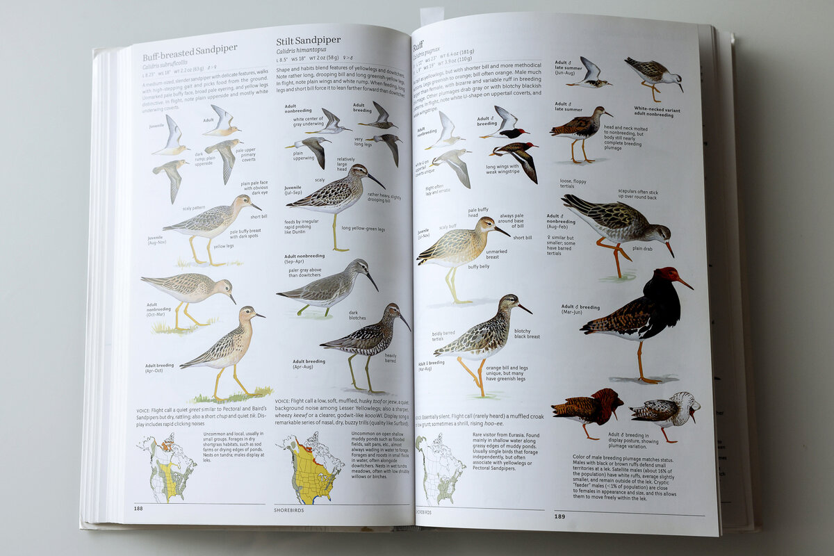 Разворот с куликами. Желотозобик, ходулочниковы песочник и турухтан.