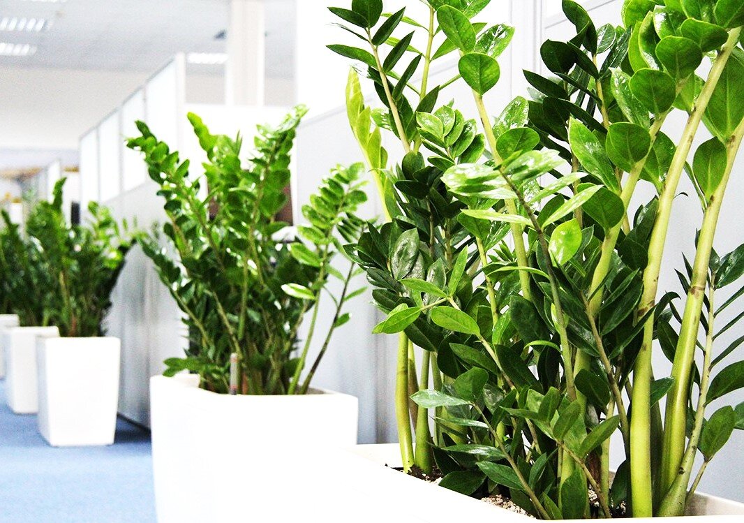 Фото из открытых источников.