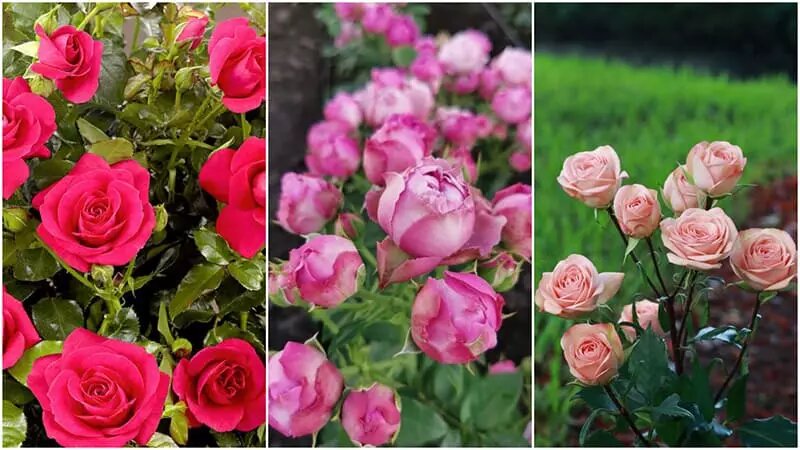 Розы в ландшафтном дизайне: виды, оформление розария