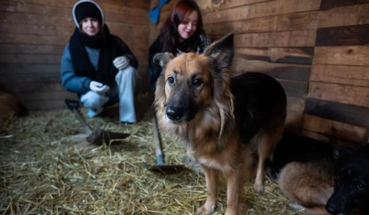     Волонтеры в приюте. Источник: spb.kp.ru Автор фото: Юлия Пыхалова