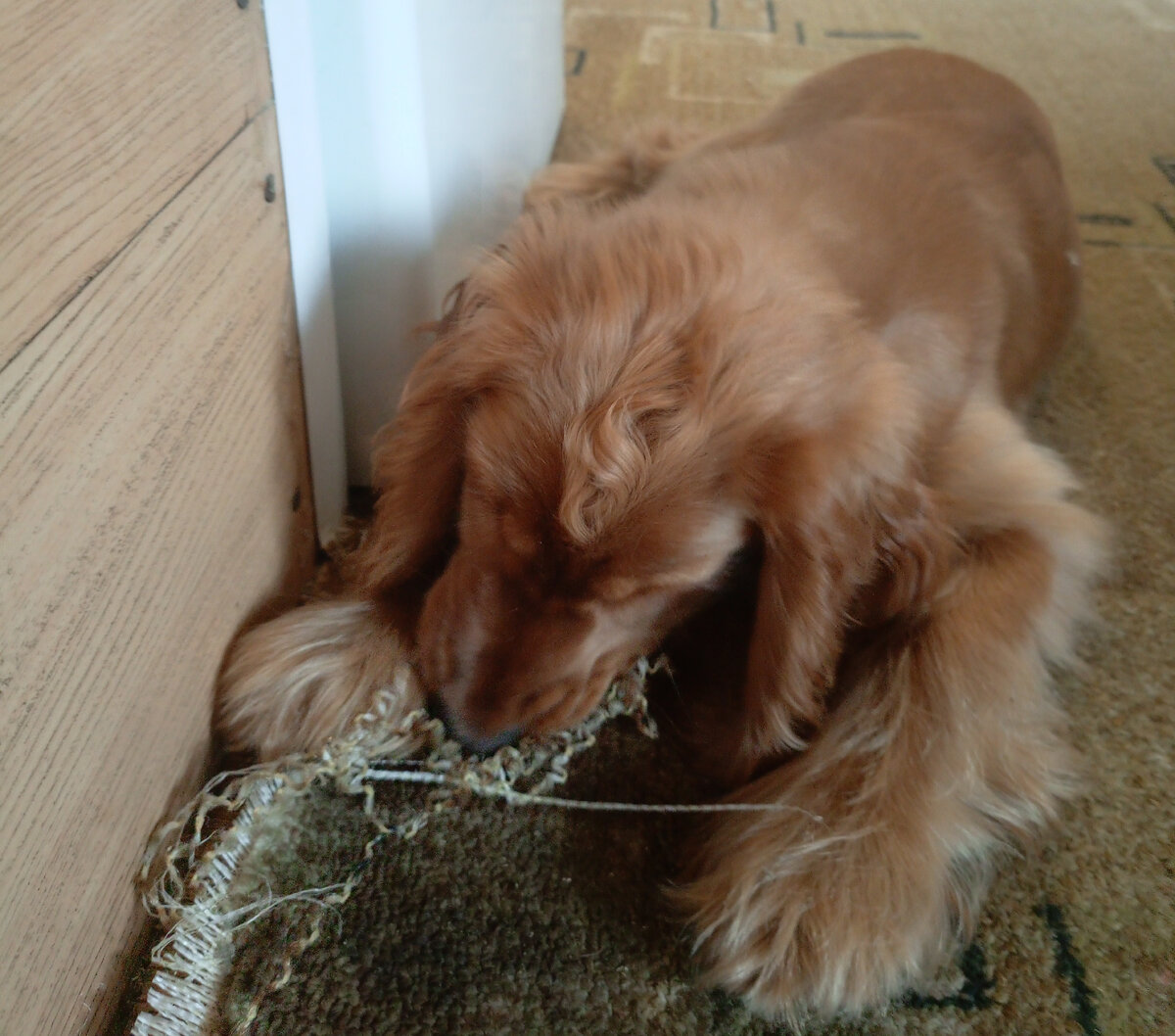 Фото из архива наших питомцев. Марфа.