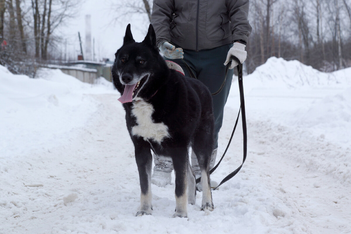 Питомники бродячих собак. Питомник собак. Собачий приют в измайлово. Питомник для животных. Собачки в приюте.