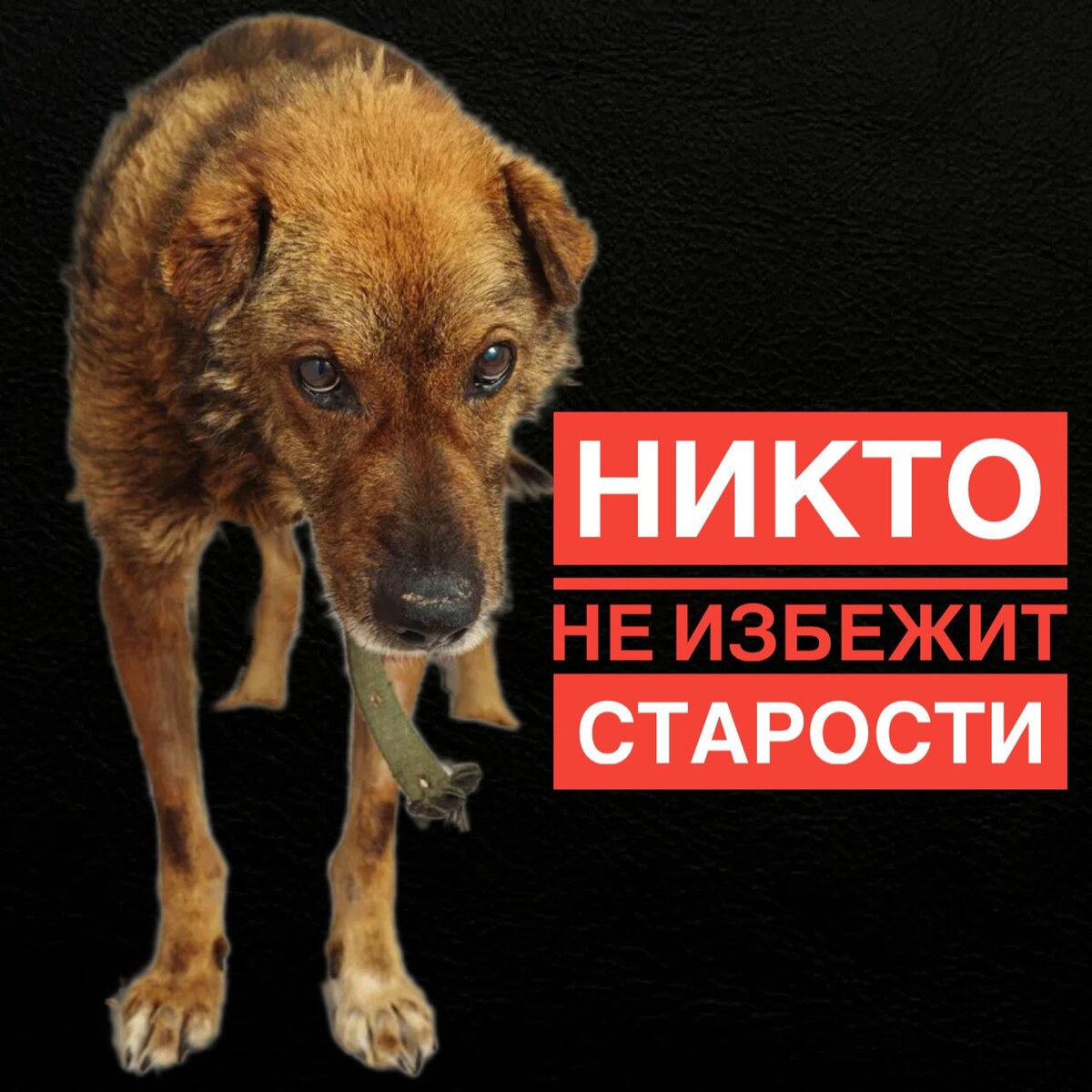 День стольника для слабеньких старичков
